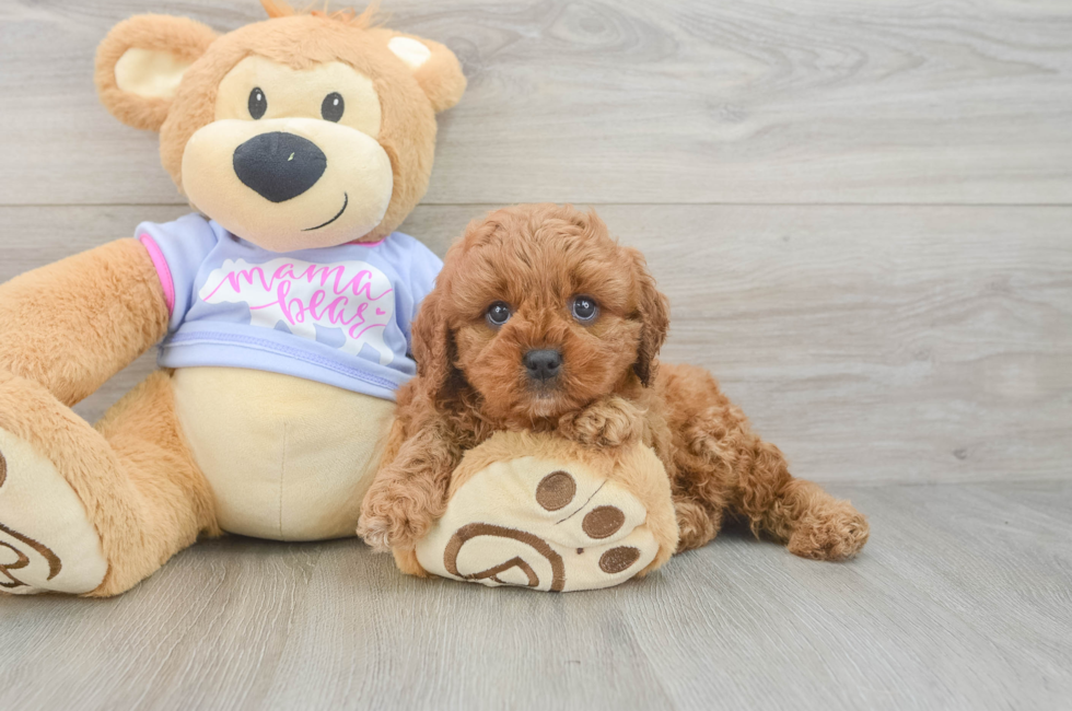 6 week old Cavapoo Puppy For Sale - Lone Star Pups
