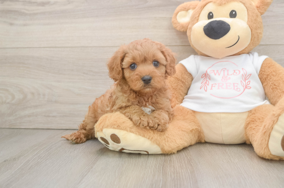5 week old Cavapoo Puppy For Sale - Lone Star Pups
