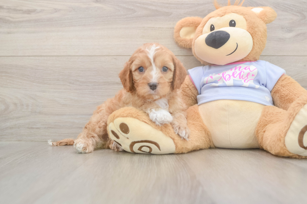 5 week old Cavapoo Puppy For Sale - Lone Star Pups