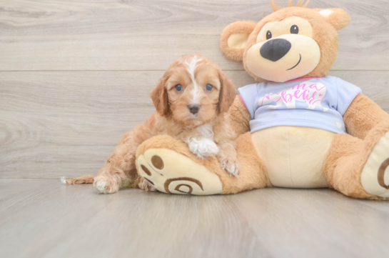 5 week old Cavapoo Puppy For Sale - Lone Star Pups Little Cavipoo Poodle Mix Puppy