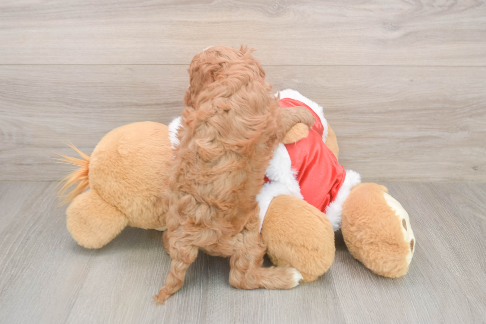 Playful Cavapoodle Poodle Mix Puppy