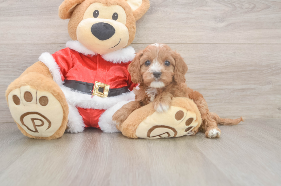 6 week old Cavapoo Puppy For Sale - Lone Star Pups