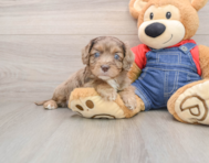 9 week old Cavapoo Puppy For Sale - Lone Star Pups