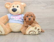 8 week old Cavapoo Puppy For Sale - Lone Star Pups
