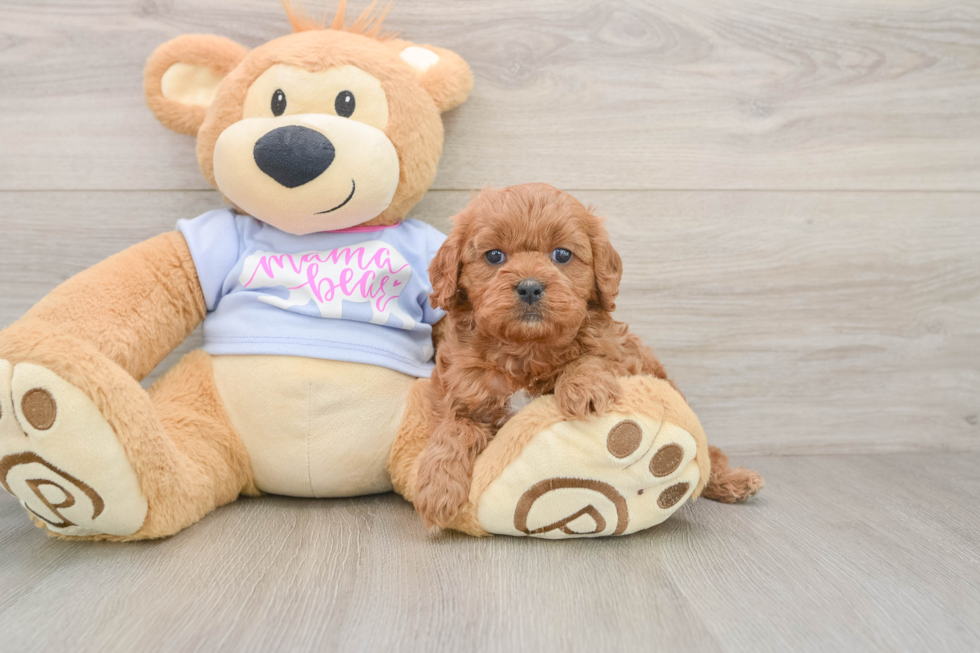 Cavapoo Puppy for Adoption