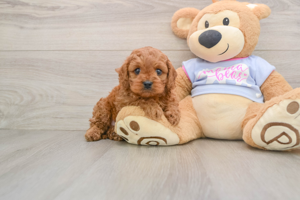Cavapoo Pup Being Cute
