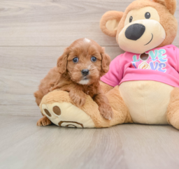 7 week old Cavapoo Puppy For Sale - Lone Star Pups
