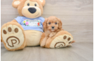Cavapoo Puppy for Adoption