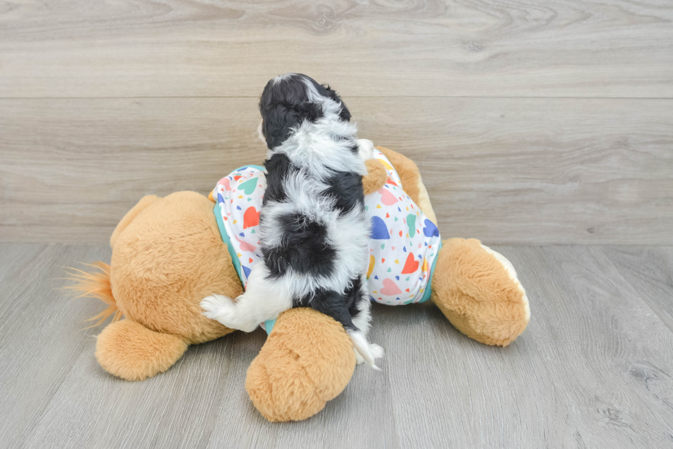 Best Cavapoo Baby