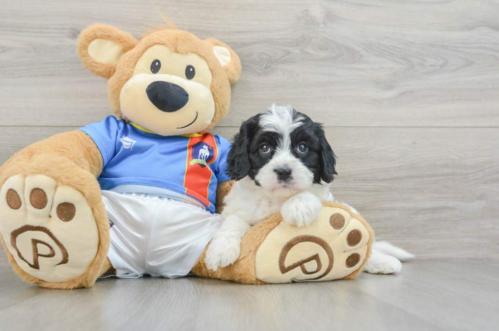 5 week old Cavapoo Puppy For Sale - Lone Star Pups