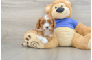 Adorable Cavalier King Charles Spaniel and Poodle Mix Poodle Mix Puppy