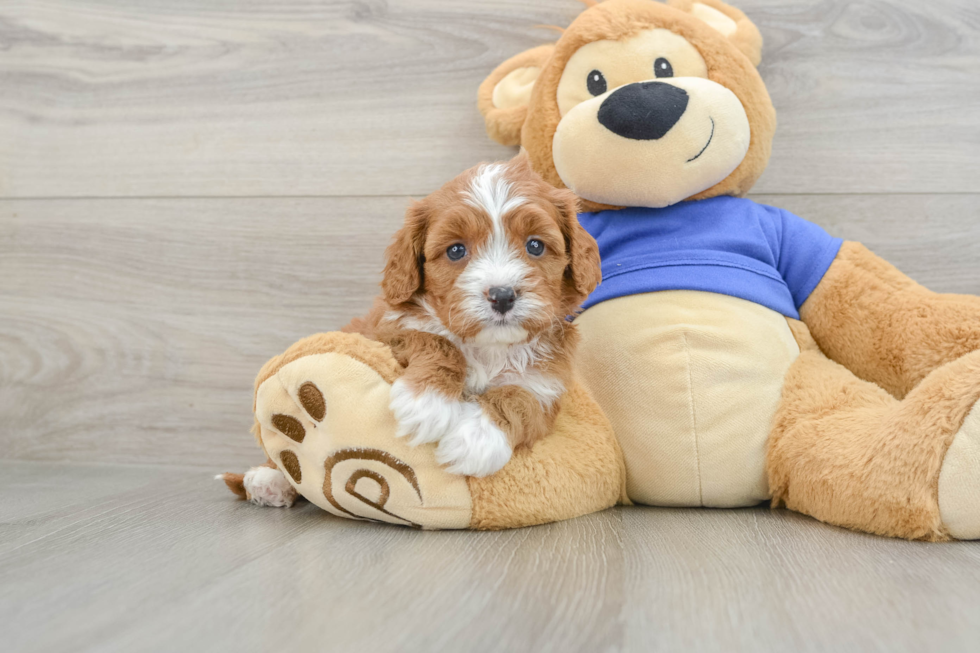 Adorable Cavalier King Charles Spaniel and Poodle Mix Poodle Mix Puppy
