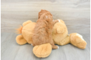 Cavapoo Pup Being Cute