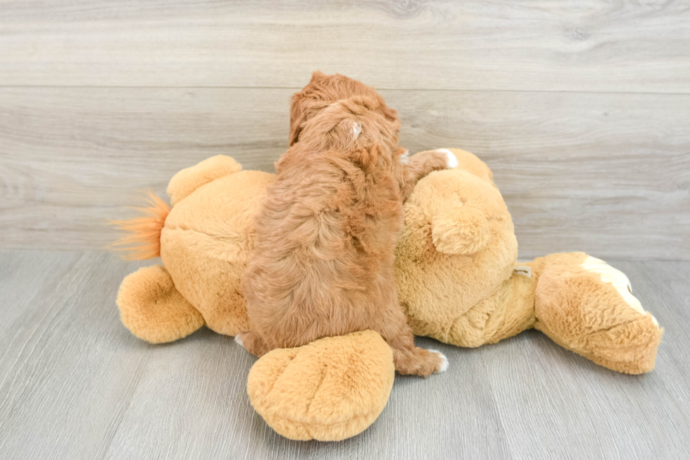 Cavapoo Pup Being Cute