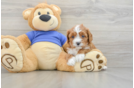 Best Cavapoo Baby
