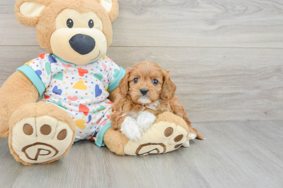 6 week old Cavapoo Puppy For Sale - Lone Star Pups