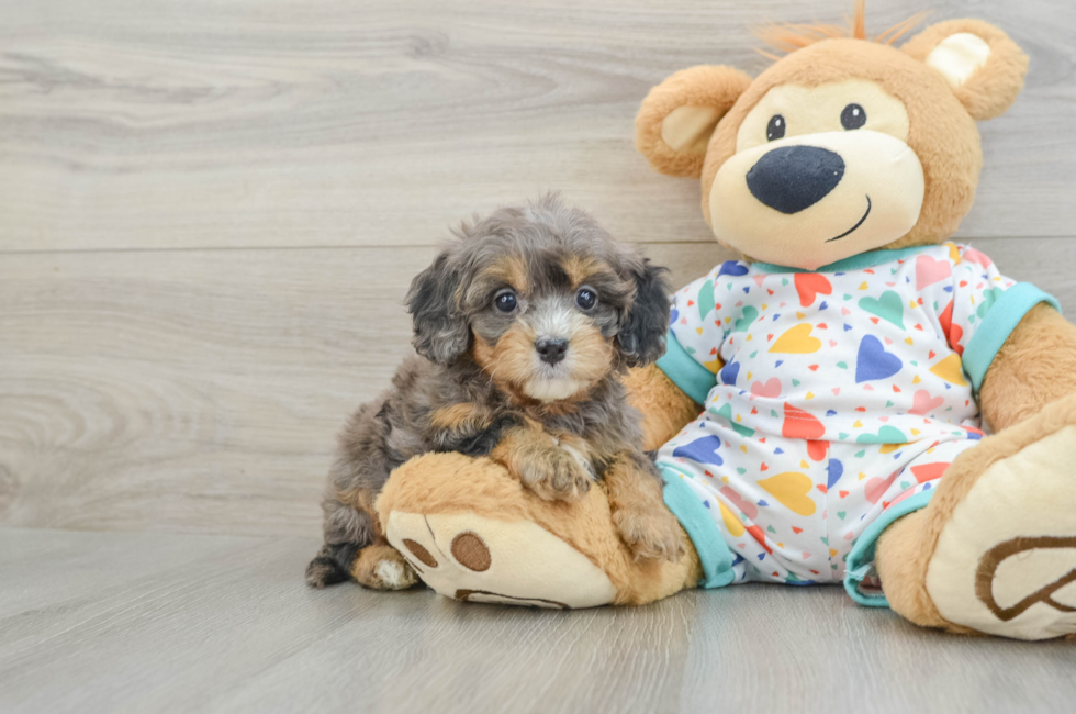 5 week old Cavapoo Puppy For Sale - Lone Star Pups
