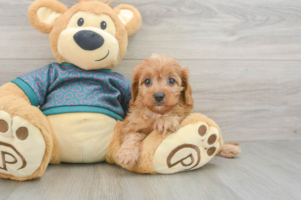 6 week old Cavapoo Puppy For Sale - Lone Star Pups