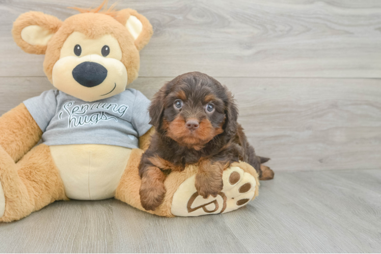 Best Cavapoo Baby