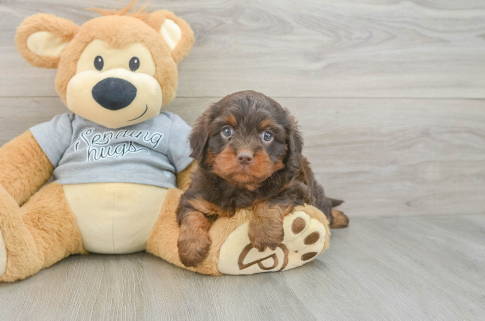 6 week old Cavapoo Puppy For Sale - Lone Star Pups