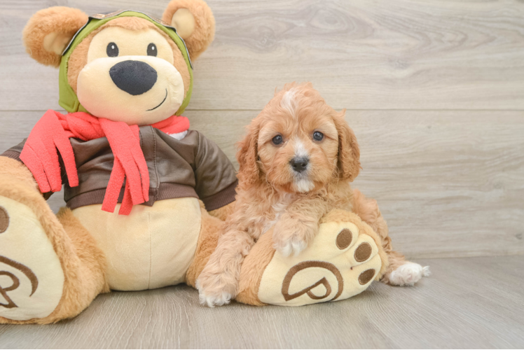 Playful Cavapoodle Poodle Mix Puppy