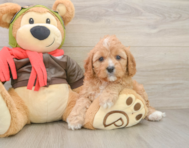 7 week old Cavapoo Puppy For Sale - Lone Star Pups