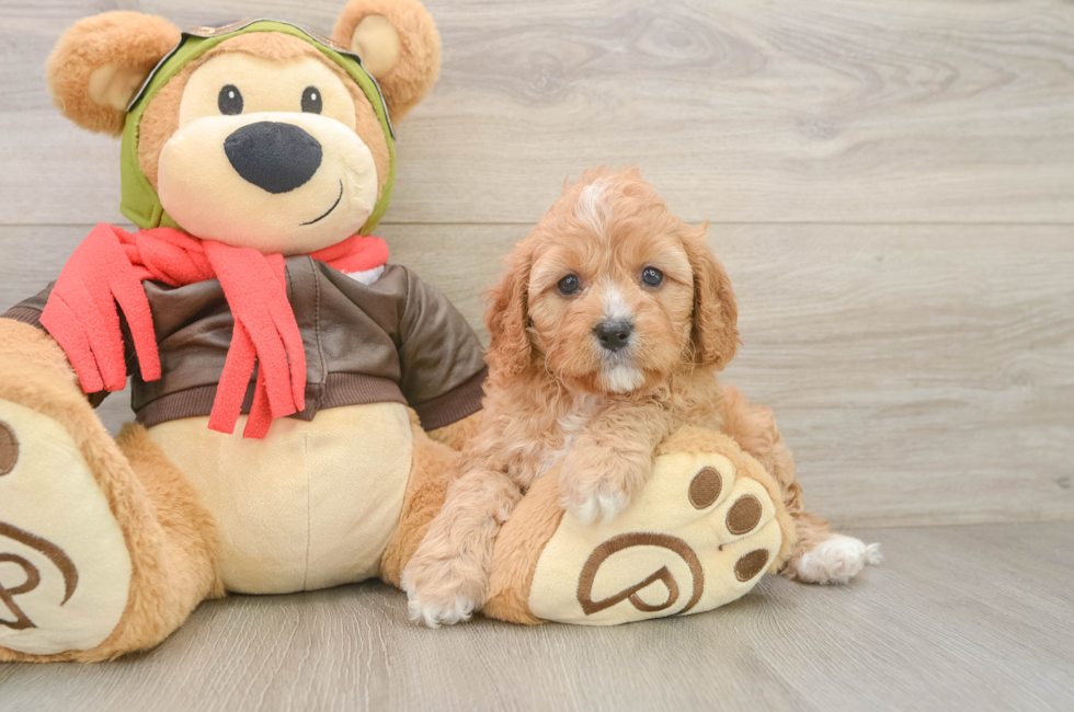 6 week old Cavapoo Puppy For Sale - Lone Star Pups