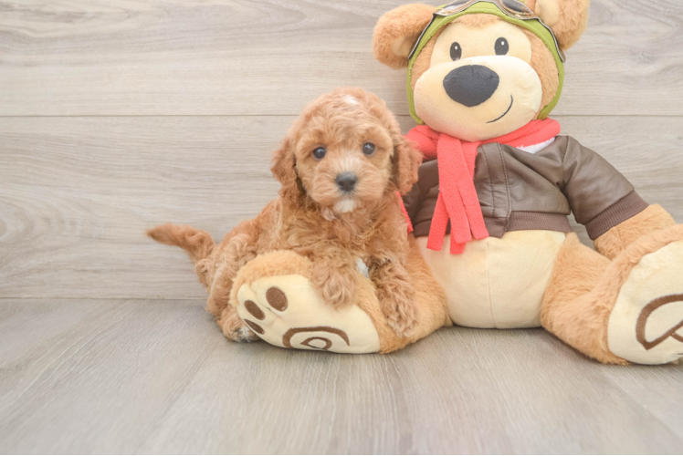 Fluffy Cavapoo Poodle Mix Pup