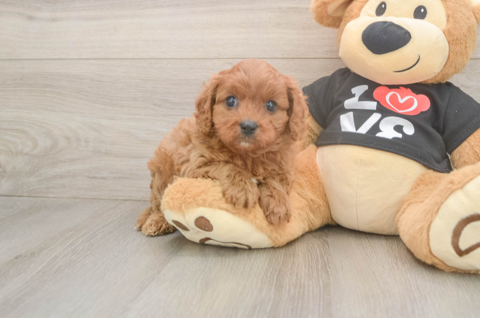 5 week old Cavapoo Puppy For Sale - Lone Star Pups