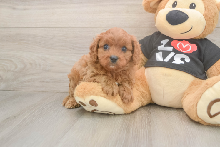 Meet Daria - our Cavapoo Puppy Photo  1/3 - Lone Star Pups Funny Cavapoo Poodle Mix Pup