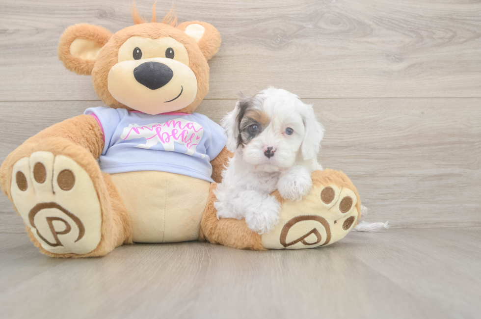 5 week old Cavapoo Puppy For Sale - Lone Star Pups