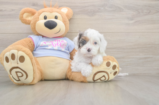 5 week old Cavapoo Puppy For Sale - Lone Star Pups Petite Cavapoo Poodle Mix Pup