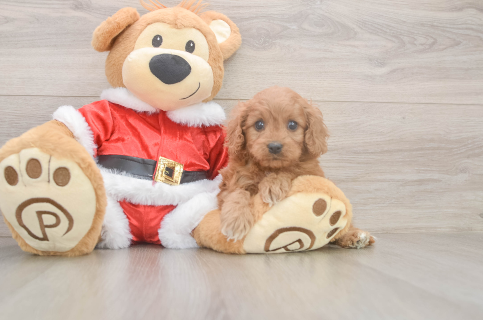 6 week old Cavapoo Puppy For Sale - Lone Star Pups