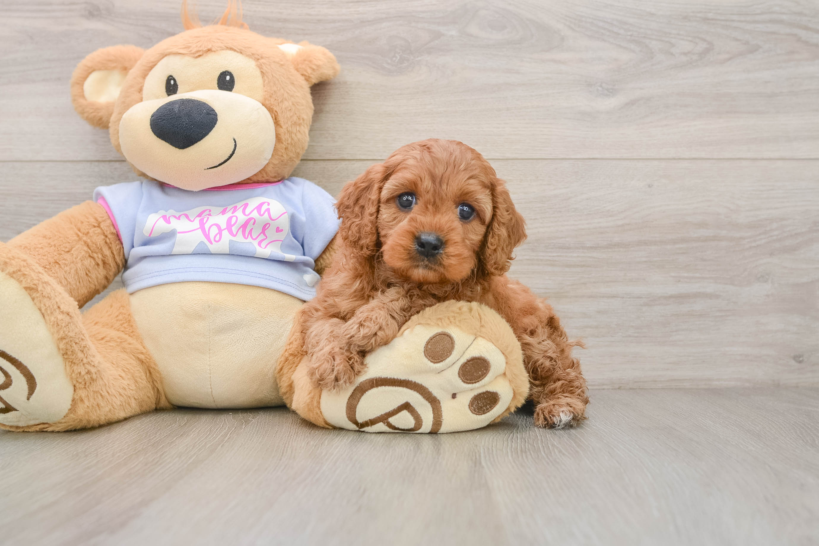 Cavapoo Puppy for Adoption