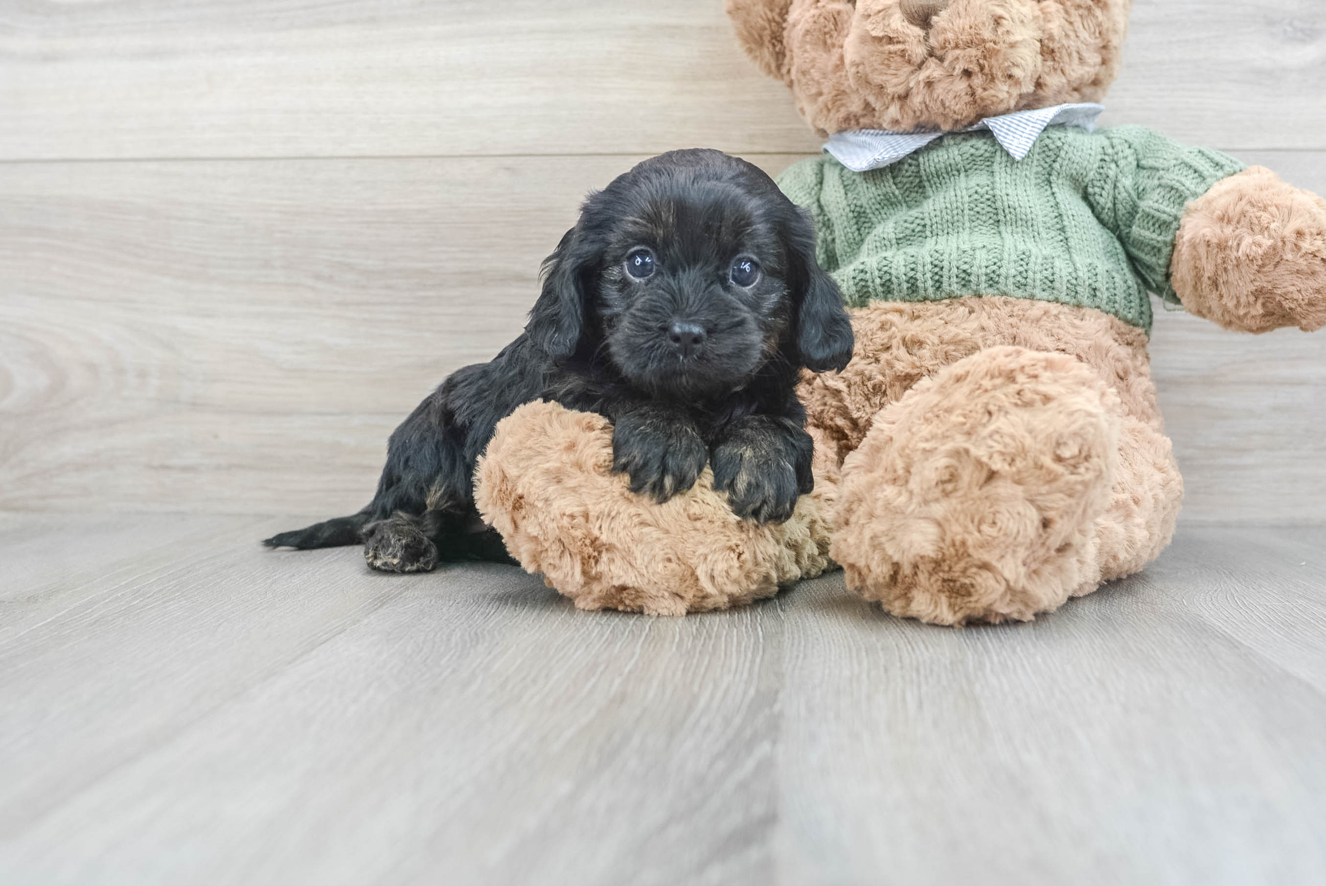Best Cavapoo Baby