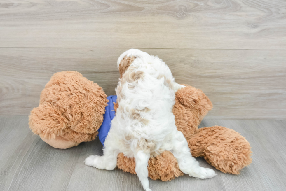 Playful Cavapoodle Poodle Mix Puppy