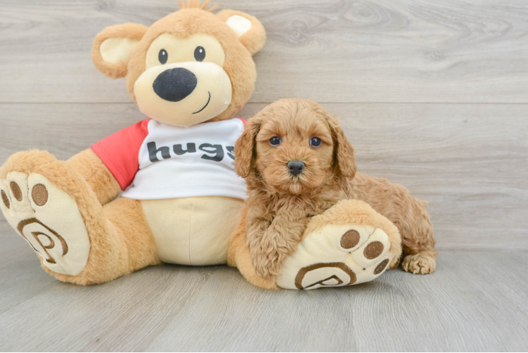 Cavapoo Pup Being Cute