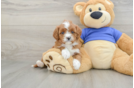 Cavapoo Puppy for Adoption