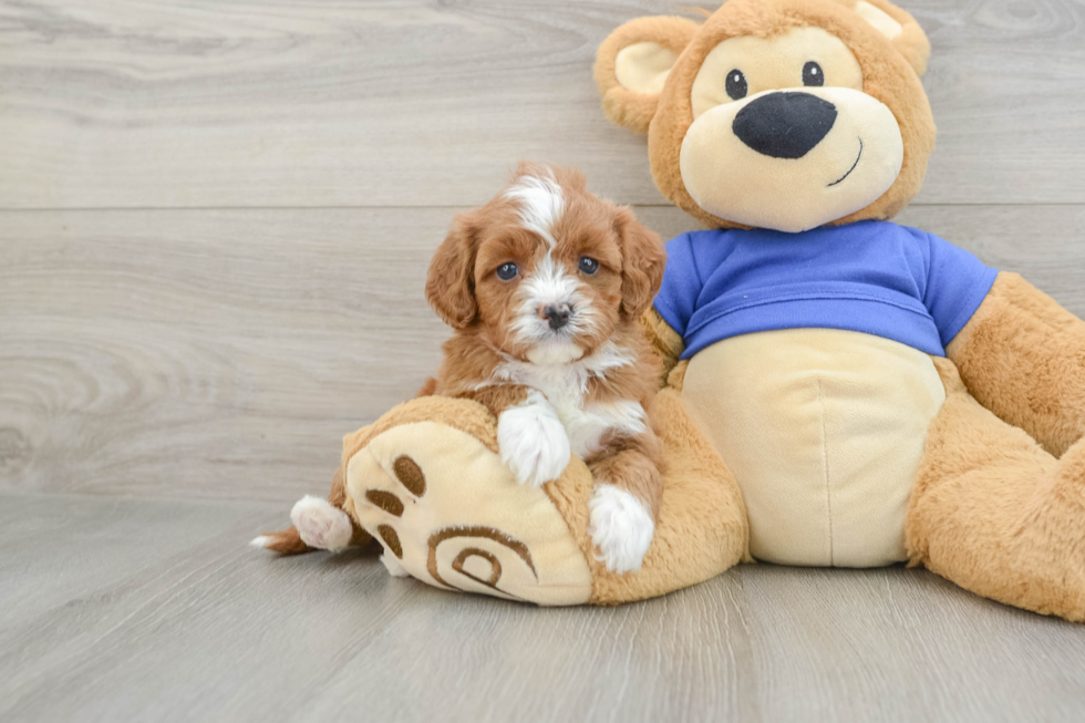 Cavapoo Puppy for Adoption