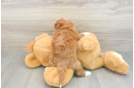 Cavapoo Puppy for Adoption