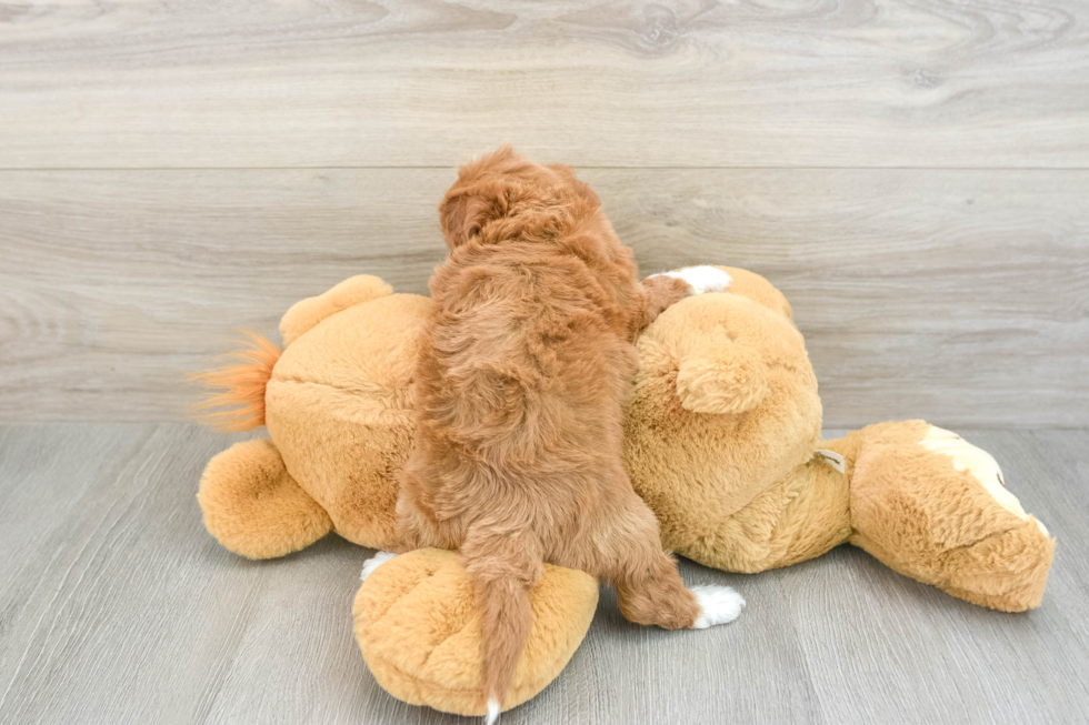 Cavapoo Puppy for Adoption
