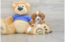 Best Cavapoo Baby