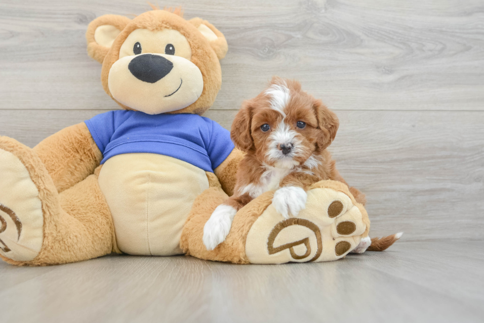 Best Cavapoo Baby