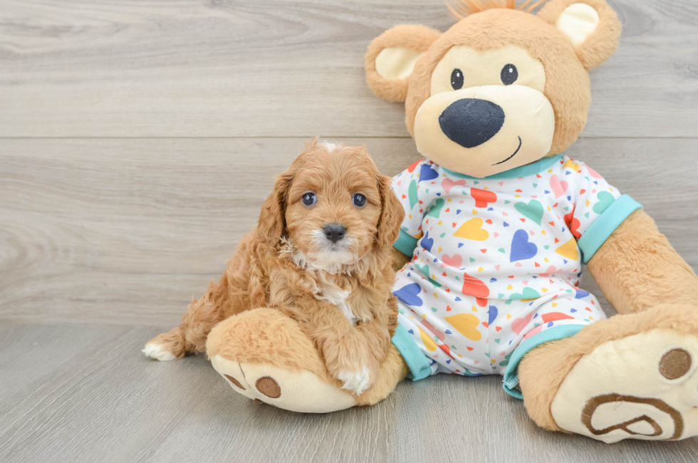 6 week old Cavapoo Puppy For Sale - Lone Star Pups