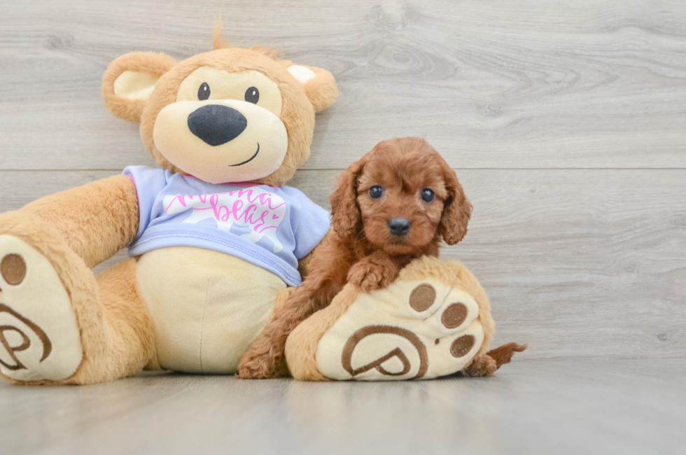 6 week old Cavapoo Puppy For Sale - Lone Star Pups
