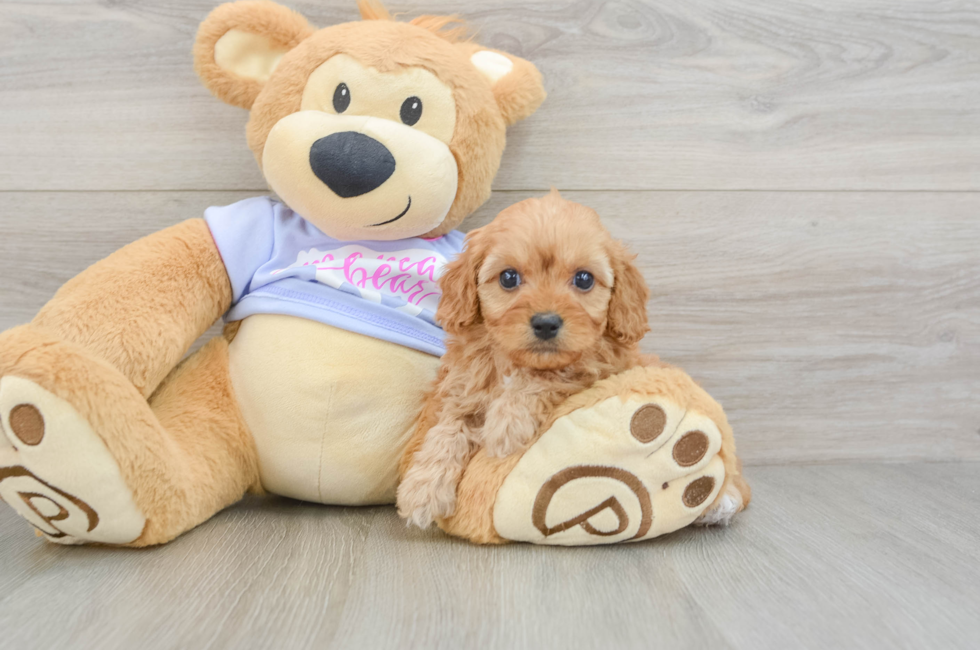 6 week old Cavapoo Puppy For Sale - Lone Star Pups