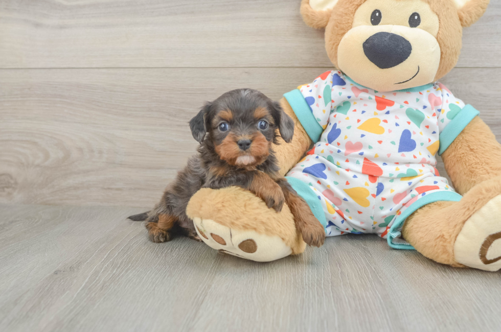 5 week old Cavapoo Puppy For Sale - Lone Star Pups