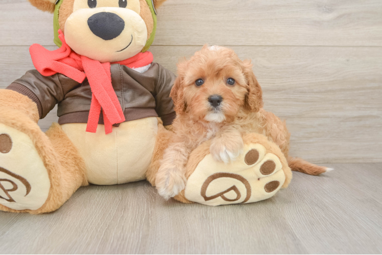 Happy Cavapoo Baby