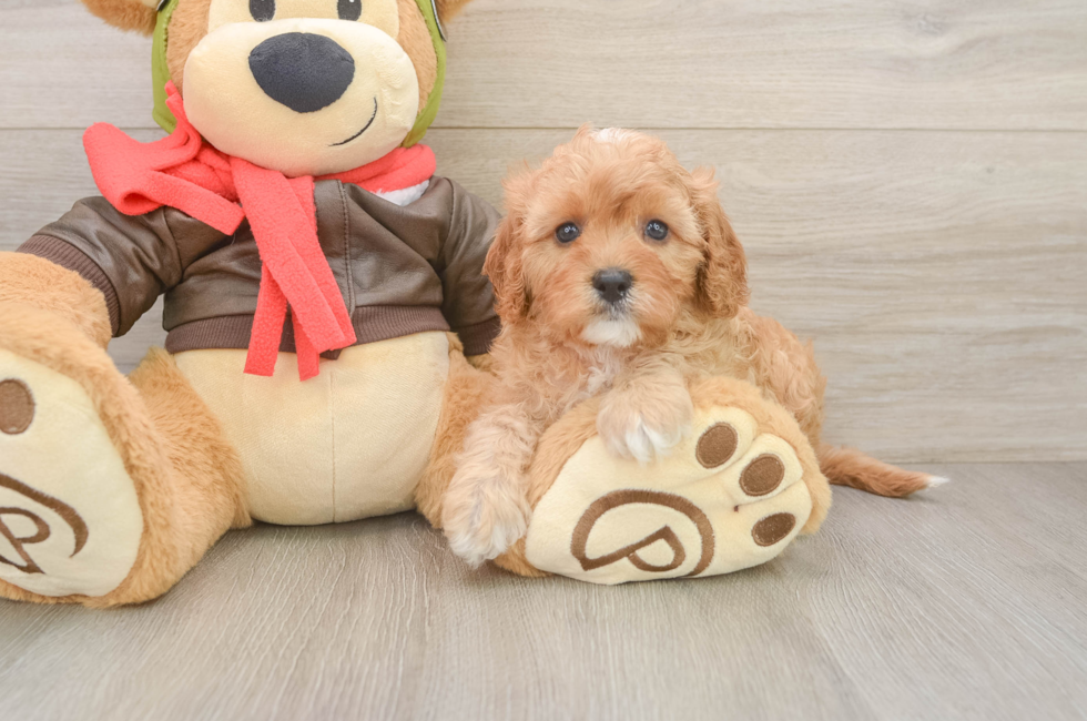6 week old Cavapoo Puppy For Sale - Lone Star Pups