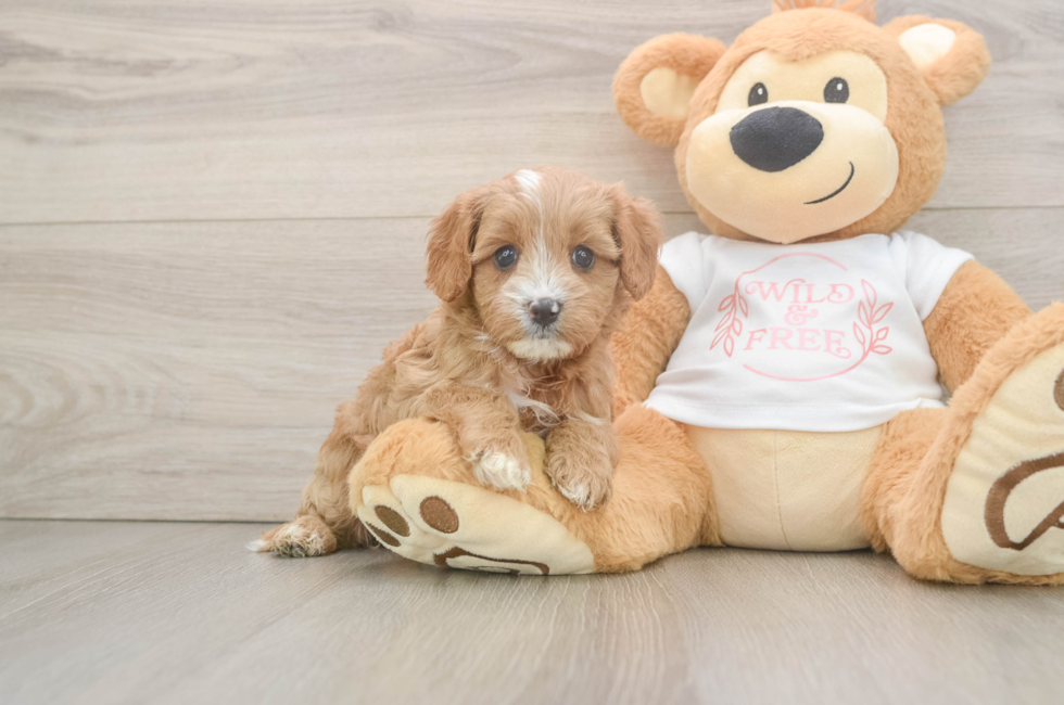 5 week old Cavapoo Puppy For Sale - Lone Star Pups
